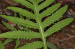 Sensitive fern